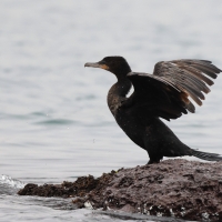 Kormoran oliwkowy - Neotropic Cormorant