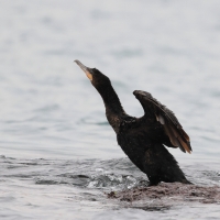 Kormoran oliwkowy - Neotropic Cormorant