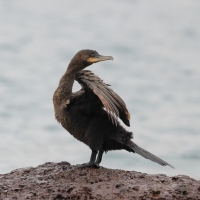 Kormoran oliwkowy - Neotropic Cormorant