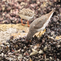 Kamusznik - Arenaria interpres - Ruddy Turnstone