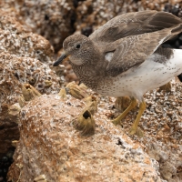 Kamusznik - Arenaria interpres - Ruddy Turnstone