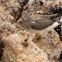 Kamusznik - Arenaria interpres - Ruddy Turnstone