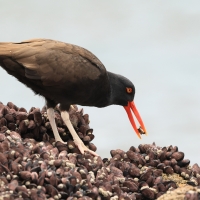Ostrygojad brunatny - American Oystercatcher