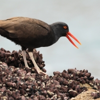 Ostrygojad brunatny - American Oystercatcher