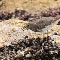 Kamusznik, Arenaria interpres, Ruddy Turnstone
