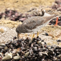 Kamusznik - Arenaria interpres - Ruddy Turnstone