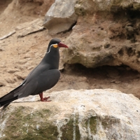 Rybitwa wąsata - Inca Tern