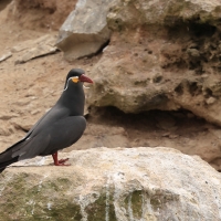 Rybitwa wąsata - Inca Tern