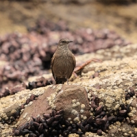 Trzęsiogon Taczanowskiego - Surf Cinclodes