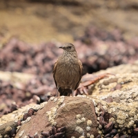 Trzęsiogon Taczanowskiego - Surf Cinclodes
