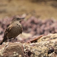 Trzęsiogon Taczanowskiego - Surf Cinclodes