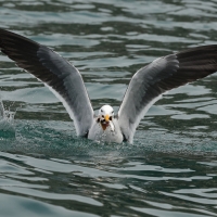Mewa pręgosterna - Band-tailed Gull