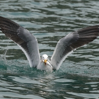 Mewa pręgosterna - Band-tailed Gull