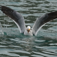Mewa pręgosterna - Band-tailed Gull