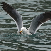 Mewa pręgosterna - Band-tailed Gull