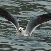 Mewa pręgosterna - Band-tailed Gull