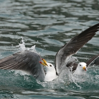 Mewa pręgosterna - Band-tailed Gull