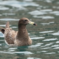 Mewa pręgosterna - Band-tailed Gull