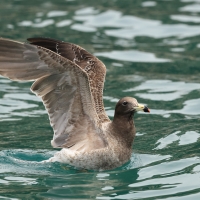 Mewa pręgosterna - Band-tailed Gull