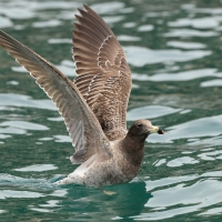 Mewa pręgosterna - Band-tailed Gull