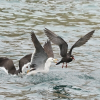 Mewa pręgosterna - Band-tailed Gull