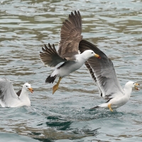 Mewa pręgosterna, Larus belcheri, Band-tailed Gull