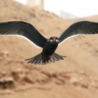 Rybitwa wąsata - Inca Tern