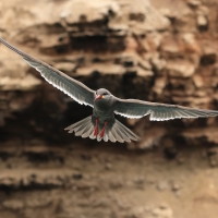 Rybitwa wąsata - Inca Tern