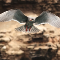 Rybitwa wąsata - Inca Tern