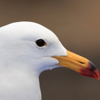 Mewa pręgosterna - Band-tailed Gull