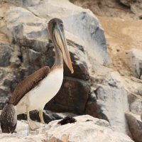Pelikan chilijski - Peruvian Pelican