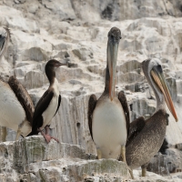 Kormoran czerwononogi - Red-legged Cormorant