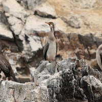 Kormoran czerwononogi - Red-legged Cormorant