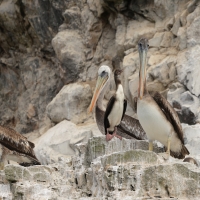 Pelikan chilijski - Peruvian Pelican