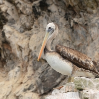Pelikan chilijski - Peruvian Pelican