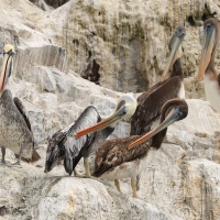 Pelikan chilijski - Peruvian Pelican