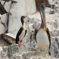 Kormoran czerwononogi - Red-legged Cormorant