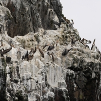 Pelikan chilijski - Peruvian Pelican