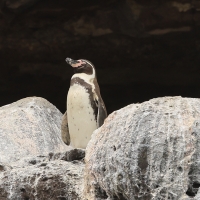Pingwin peruwiański - Humboldt Penguin