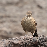 Trzęsiogon Taczanowskiego - Surf Cinclodes