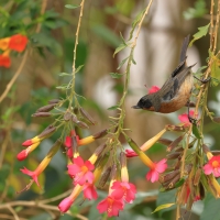Haczykodziobek czarnogardły - Black-throated Flowerpiercer