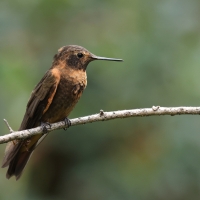 Uszatek brązowy - Brown Violet-ear
