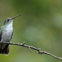 Szafirek zielonosterny - Green-and-white Hummingbird
