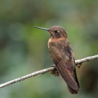 Uszatek brązowy - Brown Violet-ear
