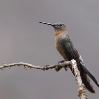 Gigancik - Giant Hummingbird