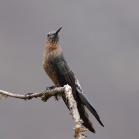 Gigancik - Giant Hummingbird