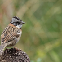 Pasówka obrożna - Rufous-collared Sparrow