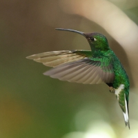 Nimfik - Mountain Velvetbreast