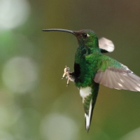 Nimfik - Mountain Velvetbreast