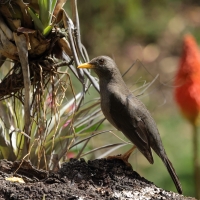 Drozd bury - Chiguanco Thrush